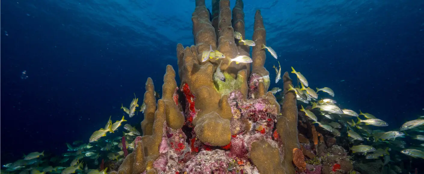 punta-cana-scuba-diving-copy-1410x580
