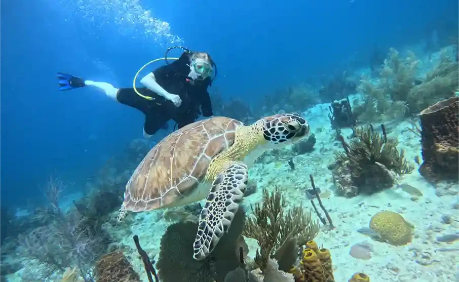 Snorkeling with sea turtles in Bayahibe Dominican Republic